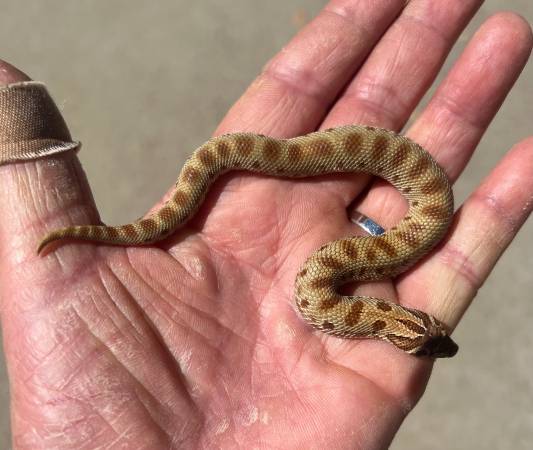 Baby Hognose snakes for rehoming (El Dorado Hills)63679272546691120