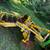Disk harrow 8' 4 thumbnail