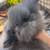 Sweet Lionhead Bunny! 🐰 2 thumbnail