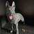 Big German Shepherd Figure/Model 3 thumbnail