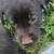 Lab pups 3 thumbnail