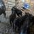 Bottle calves 1 thumbnail