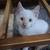 Flame point kittin 4 thumbnail
