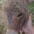 Mini Jenny foal donkey 7 thumbnail
