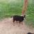 Male Spanish goat kids 3 thumbnail