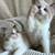 healthy kitten siblings!!! 2 thumbnail