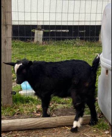 Wether goat 1