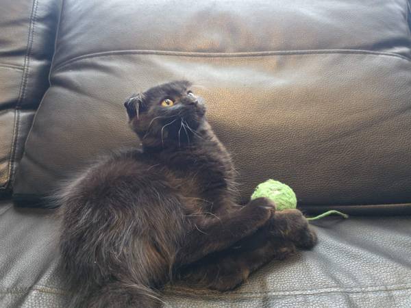 Kittens Scottish Fold (Elverta)536761036126310405