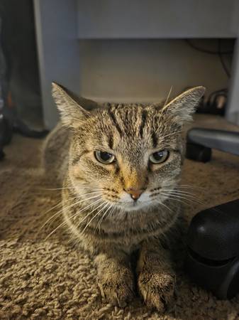 Retirando a mi gata atigrada (Cincinnati)540263515161907203