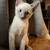 Lynx Point Siamese Kittens 9 thumbnail