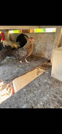 Pollo 1