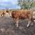 Heifers 7 thumbnail