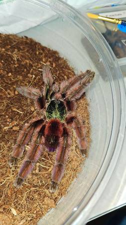 Tarantulas 1
