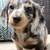 TrainedDachshundPup 3 thumbnail
