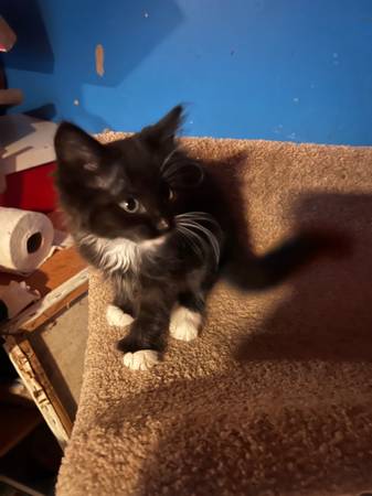 Kittens (Kennewick)63922852512131123