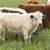 Mini cattle / Mini Donkeys / Mini Horses 20 thumbnail