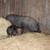 Piglets, Kune Kune X American Guinea Hog 15 thumbnail