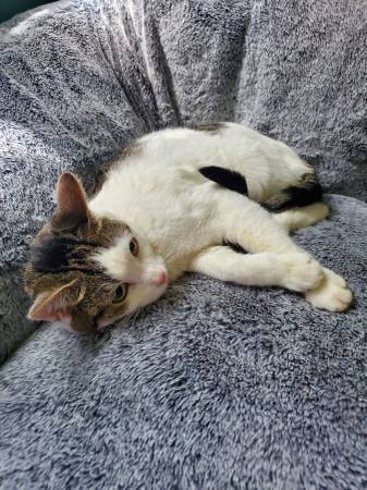 Very Sweet Girl Cat /Kitten Looking for Forever Home63844235250307124