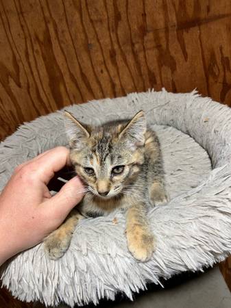 Kitten 1