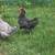 Roosters 2 thumbnail