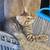 Kitten 2 thumbnail