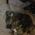 American bully 3 thumbnail