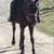 Colorado Ranger registered Mare great kids or beginner adult  horse 2 thumbnail