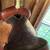 saddle 1 thumbnail