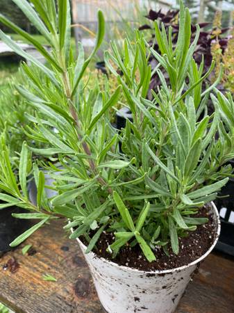 Potted Lavender Plants 1
