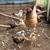 Hen with pullets 2 thumbnail