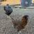 easter Egeer Chicken Hens for sale 2 thumbnail