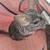 Chinchillas 2 thumbnail
