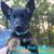 German shepherd pups 4 thumbnail