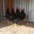 Cornish bantam roosters 3 thumbnail
