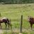 Two 12-13 yo Geldings 3 thumbnail