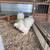 Silkies 11 thumbnail