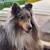 2 year old male Merle Sheltie 2 thumbnail