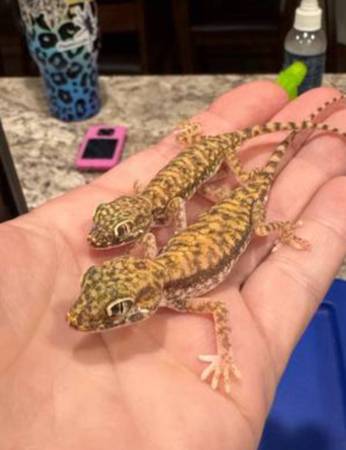 Lizards (2) 1