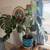 Large Monstera!! 1 thumbnail