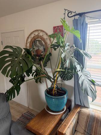 Large Monstera!! 1