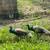 Peacock 1 thumbnail