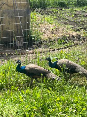 Peacock 1