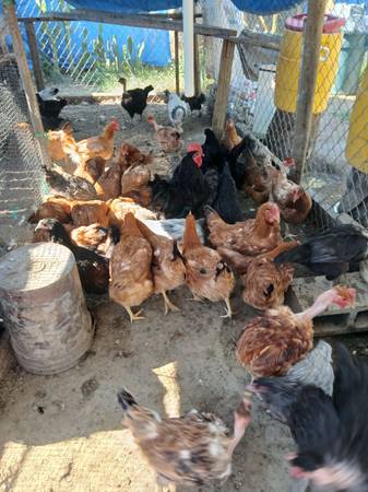 Gallinas 1