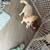 Cute Puppy 4 thumbnail