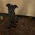 Female pup 3 thumbnail