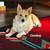 Shag corgis 6 thumbnail