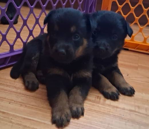 Rottweiler Shepherd mix puppies (Vallejo)