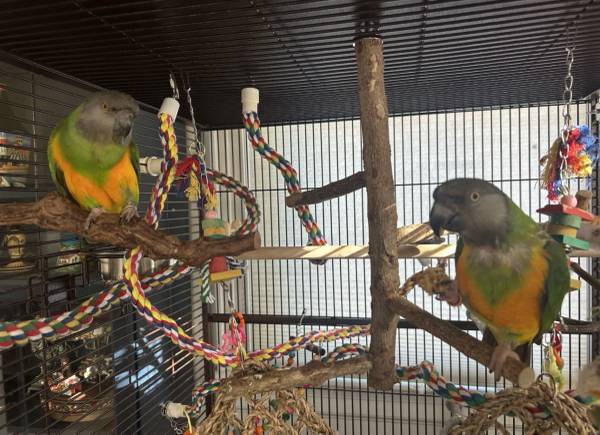 Senegal Parrots 1