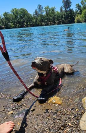 Pit bull female fixed585378536232724483
