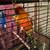 3 Sun Conures 6 thumbnail